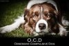 OCD: obsessive collie dog's Avatar
