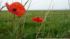 Click image for larger version. 

Name:	poppies.jpg 
Views:	7 
Size:	95.6 KB 
ID:	42092